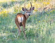 Buck-972.jpg