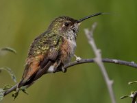 Hummer11.jpg