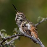 Hummer26.jpg
