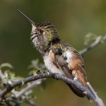 Hummer28.jpg