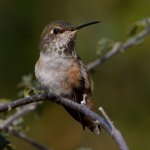Hummer29.jpg