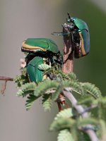Scarab3.jpg