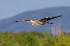 GBHFlight-973.jpg