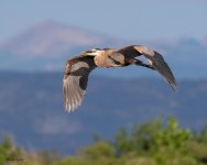 GBHFlight-974.jpg