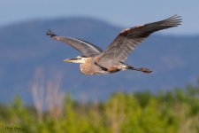 GBHFlight-972.jpg