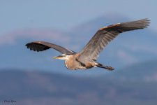 GBHFlight-975.jpg