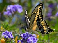 Swallowtail3.jpg