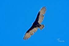 08-24-21-CR-_D501960-ON1.jpg