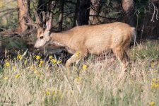 Buck-974.jpg