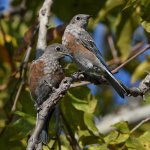 Bluebirds3.jpg