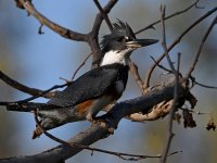 Kingfisher2.jpg