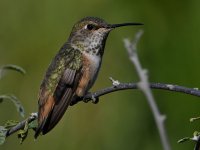 Hummer9.jpg