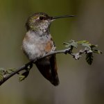 Hummer19.jpg
