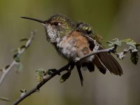 Hummer36.jpg