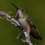 Hummer38.jpg