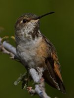 Hummer46.jpg