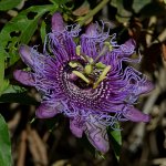 Passiflora.jpg
