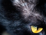 Dell Eye Macro -1.jpg