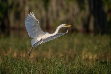 Great Egret-1.jpg