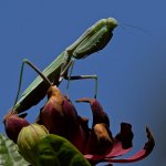 Mantis3.jpg