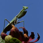 Mantis4.jpg