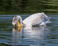 PelicanScoop-974.jpg