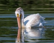 PelicanScoop-975.jpg