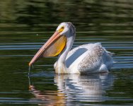 PelicanScoop-976.jpg