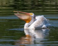 PelicanScoop-977.jpg