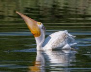 PelicanScoop-978.jpg