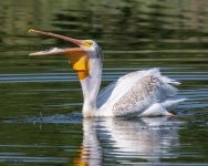 PelicanScoop-979.jpg