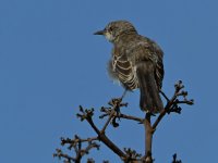 Mockingbird.jpg
