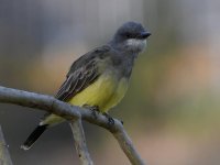 Kingbird2.jpg