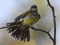 Kingbird24.jpg