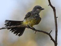 Kingbird26.jpg