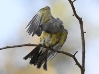 Kingbird34.jpg