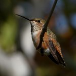 Hummer5.jpg