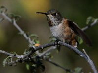 Hummer6.jpg
