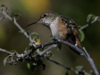 Hummer8.jpg