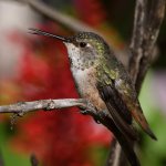 Hummer25.jpg