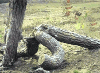 4.gif