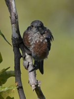 Bluebird5.jpg