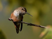 Hummer4.jpg