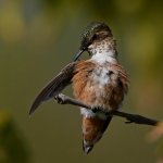 Hummer10.jpg