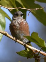 Bluebird.jpg