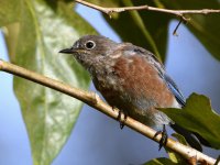 Bluebird4.jpg