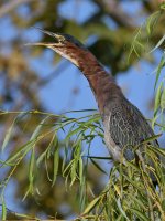 GreenHeron2.jpg