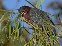 GreenHeron3.jpg