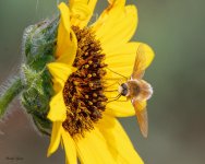 BeeFly-980.jpg