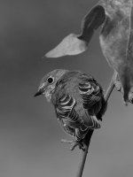 BluebirdBW.jpg